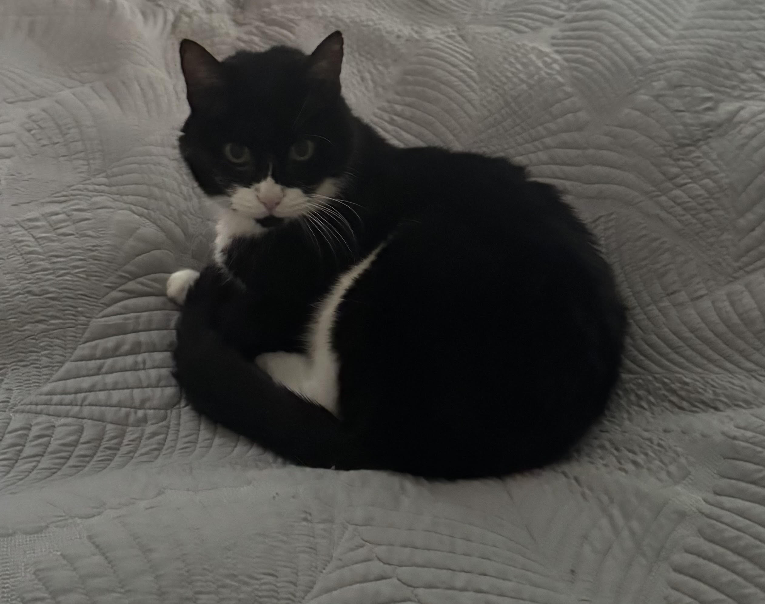 Mursik the cat